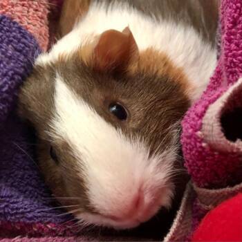 Rescue Guinea Pig Guinea Pigs for Adoption in Miami, Florida - Syrup | PetCurious